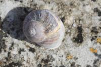 Cornu aspersum