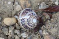 Cornu aspersum