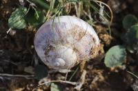 Cornu aspersum