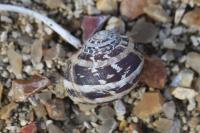 Cornu aspersum