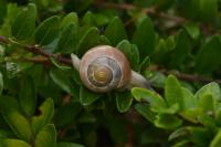 Cepaea nemoralis
