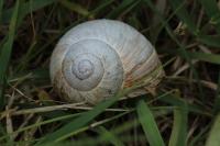 Helix pomatia