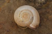 Monacha cartusiana