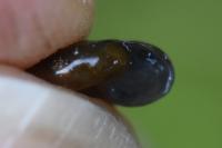 Oxychilus draparnaudi