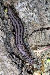 Limax maximus