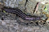 Limax maximus
