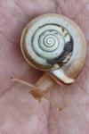 Monacha cartusiana