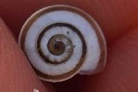 Cernuella aginnica