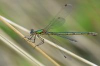 Lestes sponsa