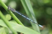 Coenagrion puella