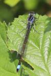 Ischnura elegans