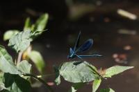 Calopteryx splendens