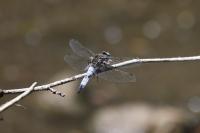 Libellula fulva