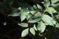 Calopteryx virgo