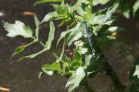Erythromma lindenii