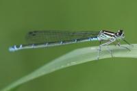 Coenagrion puella