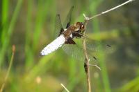 Libellula depressa