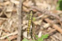 Orthetrum cancellatum
