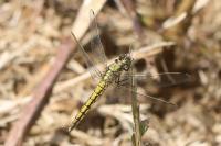Orthetrum cancellatum