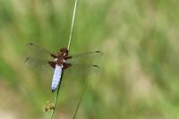 Libellula depressa