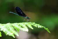 Calopteryx virgo