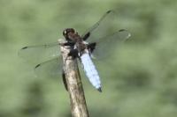 Libellula depressa