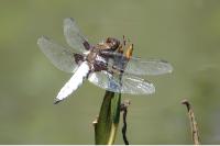Libellula depressa