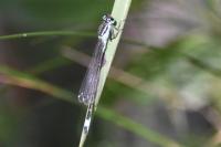 Ischnura elegans