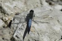 Orthetrum cancellatum