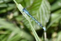 Coenagrion puella