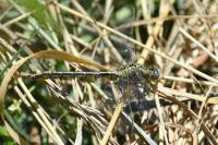 Gomphus pulchellus