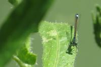 Ischnura elegans