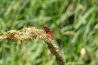 Crocothemis erythraea