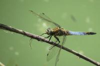 Orthetrum cancellatum