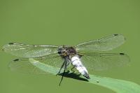 Orthetrum cancellatum