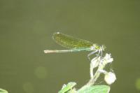 Calopteryx splendens