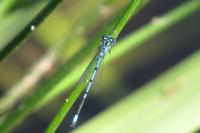Coenagrion puella
