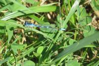 Coenagrion scitulum