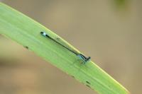 Ischnura elegans