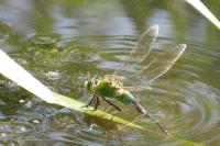 Anax imperator
