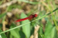 Crocothemis erythraea