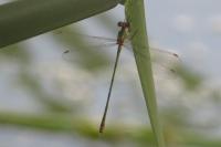 Chalcolestes viridis