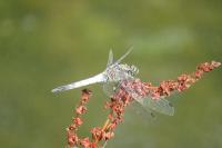 Orthetrum cancellatum