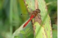 Sympetrum sanguineum