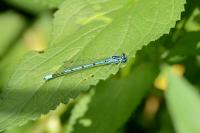 Coenagrion puella