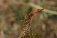 Sympetrum vulgatum