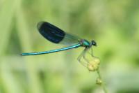 Calopteryx splendens