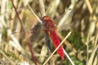 Crocothemis erythraea