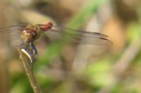 Sympetrum