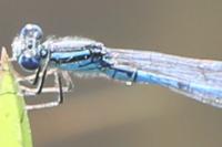 Erythromma lindenii